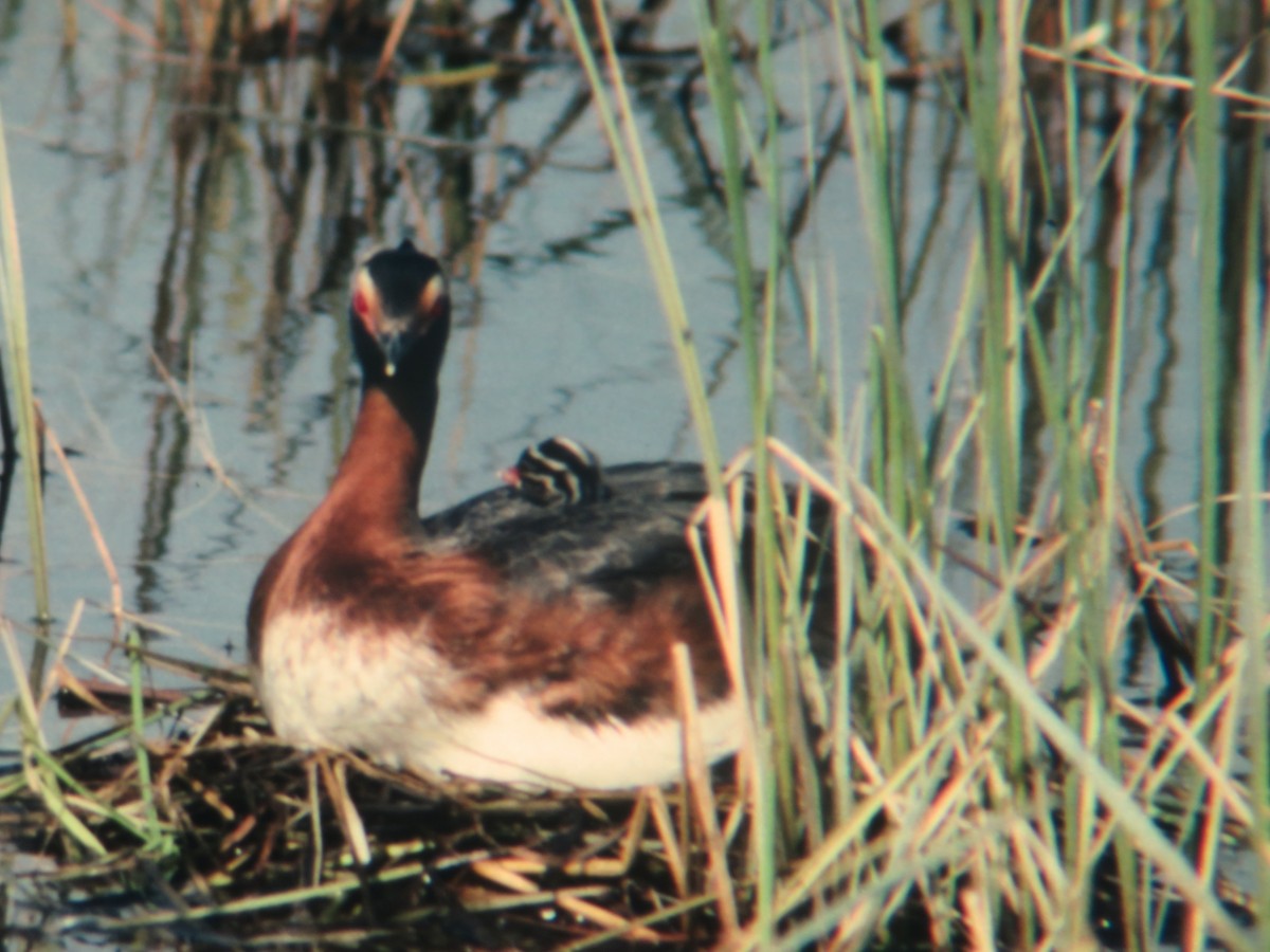 Horned Grebe - ML312732441