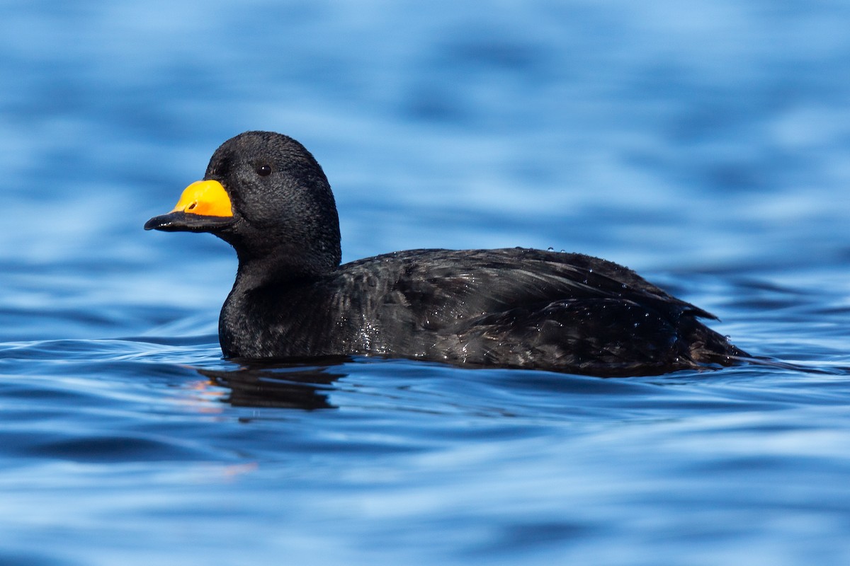 Black Scoter - ML312732661