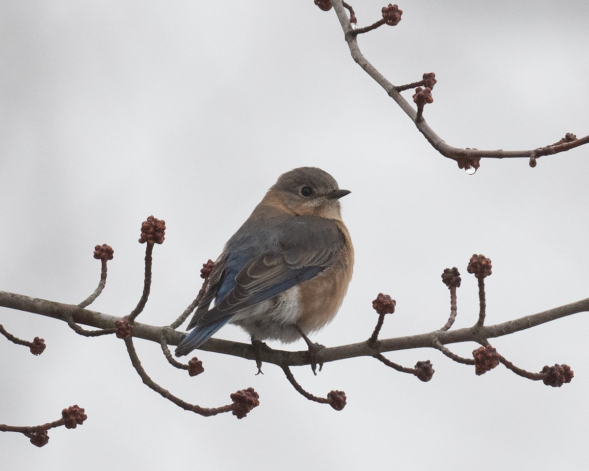 Eastern Bluebird - ML312733511