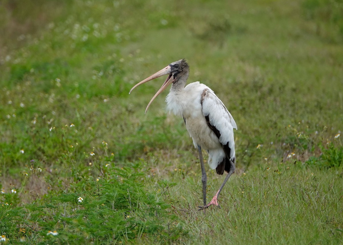 Wood Stork - ML312737111