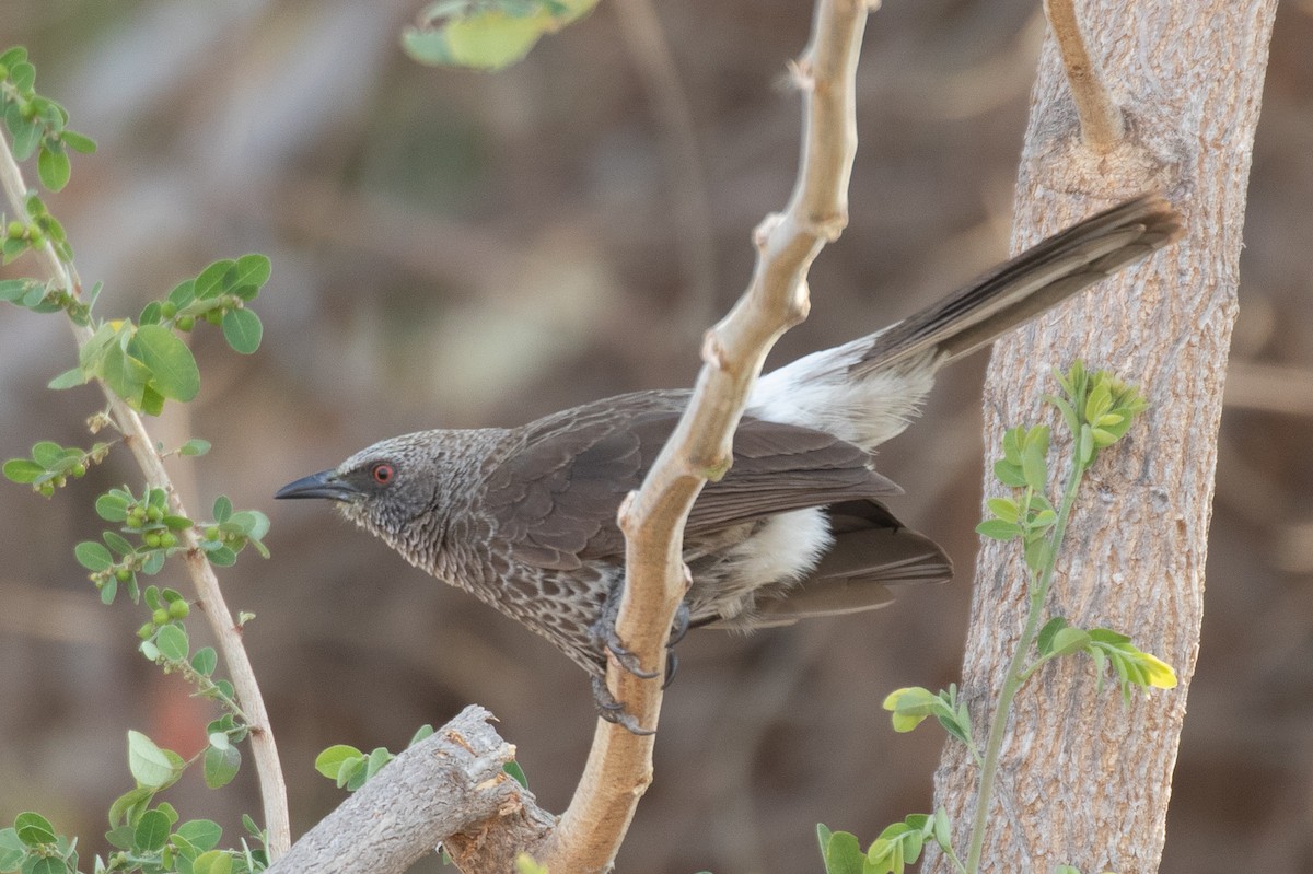 Hartlaub's Babbler - Robert Lewis