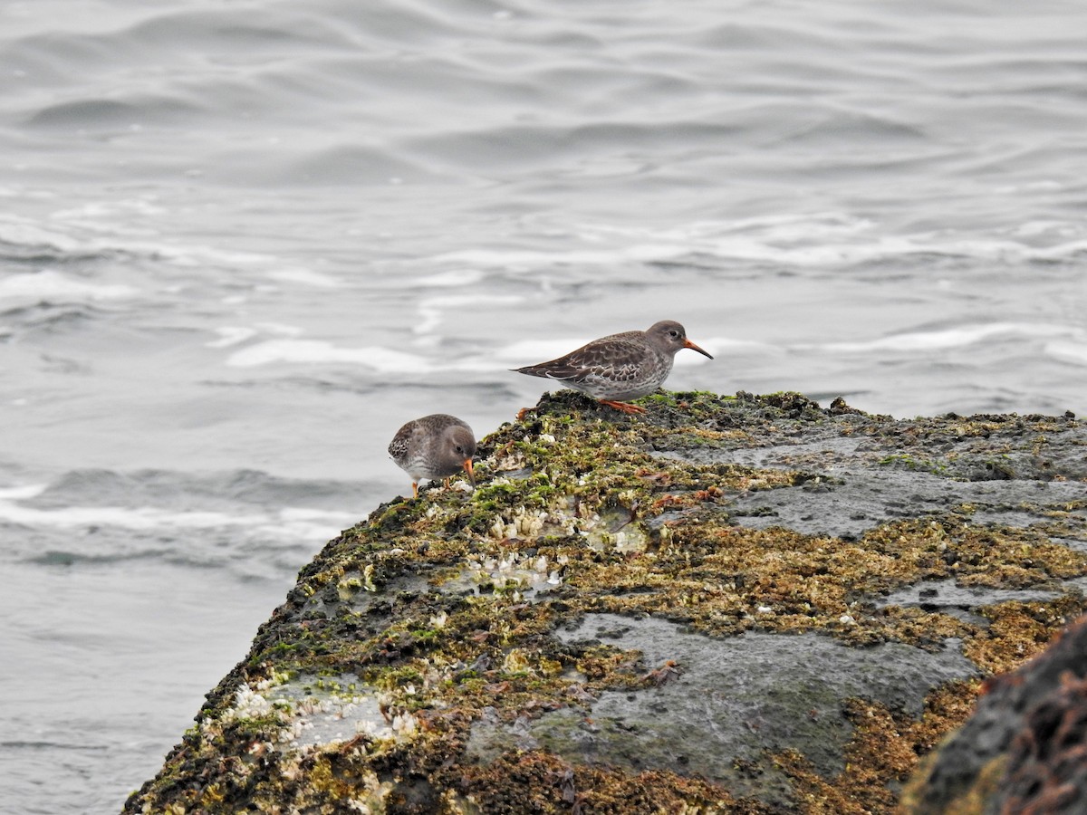 Purple Sandpiper - ML312741291