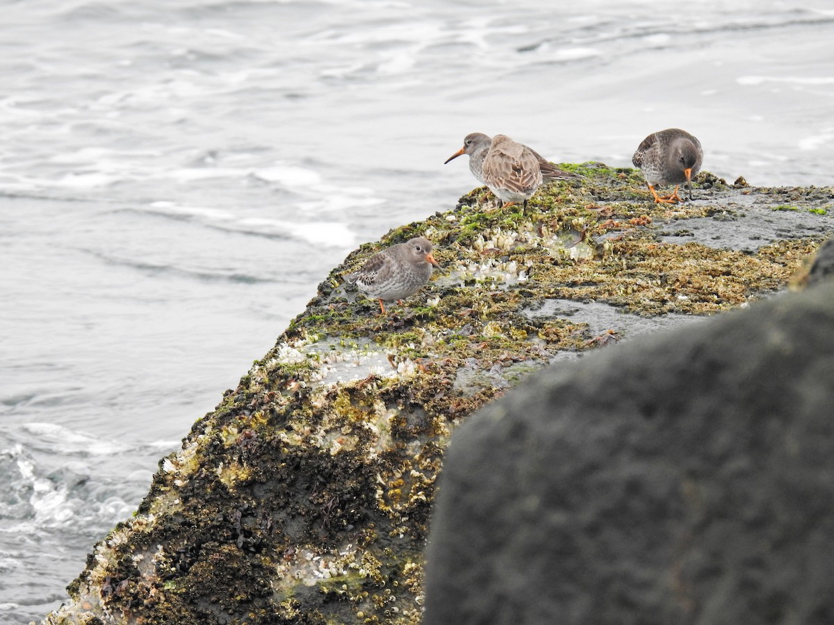 Purple Sandpiper - ML312741801