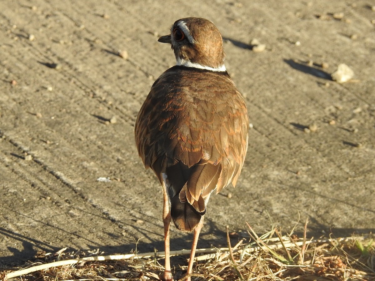 Killdeer - ML312743671