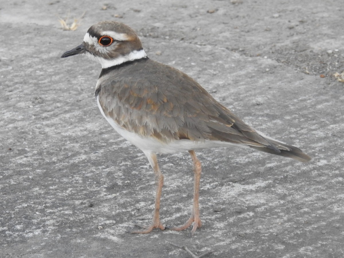 Killdeer - ML312743681