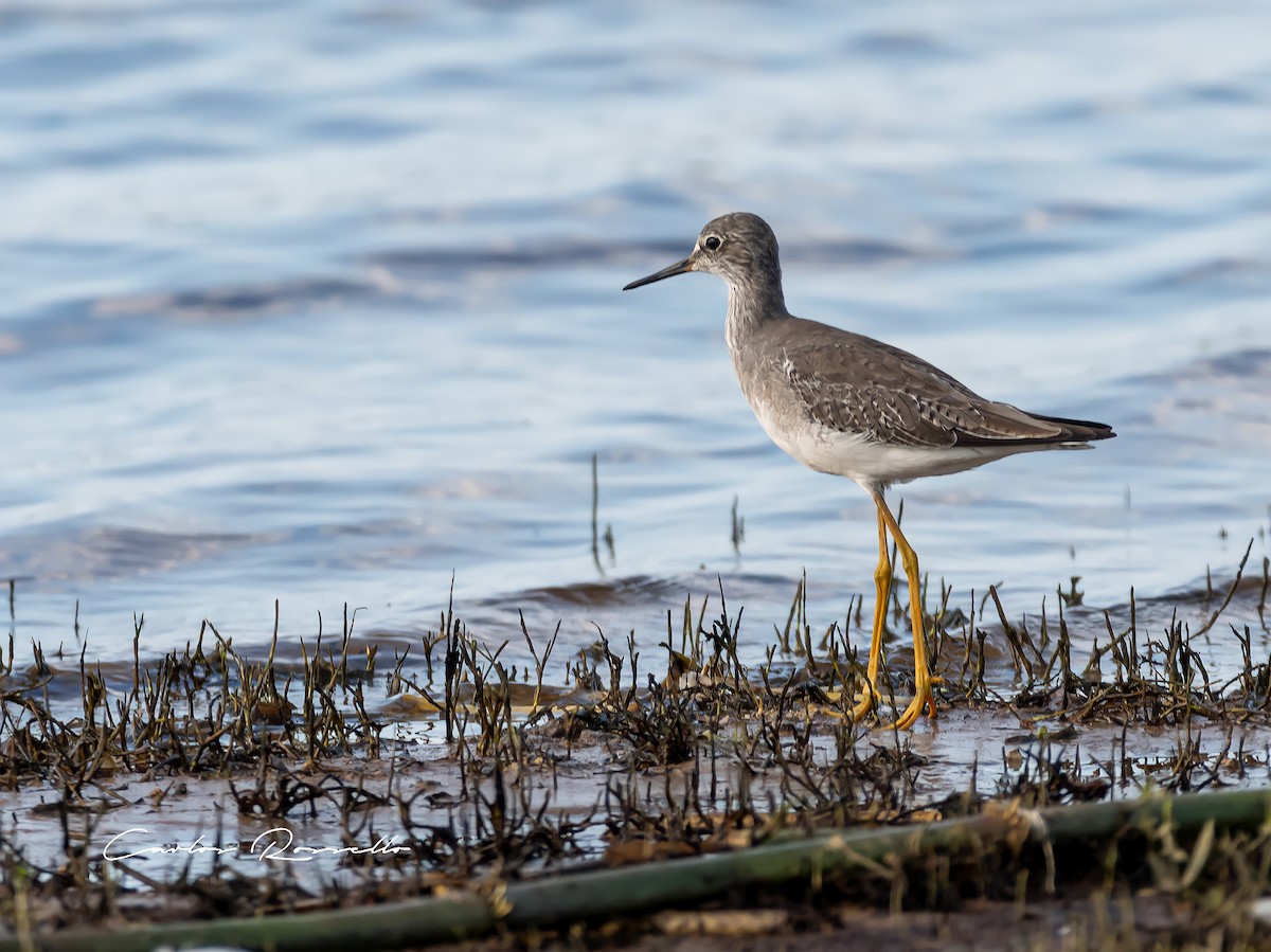 Lesser Yellowlegs - ML312744461