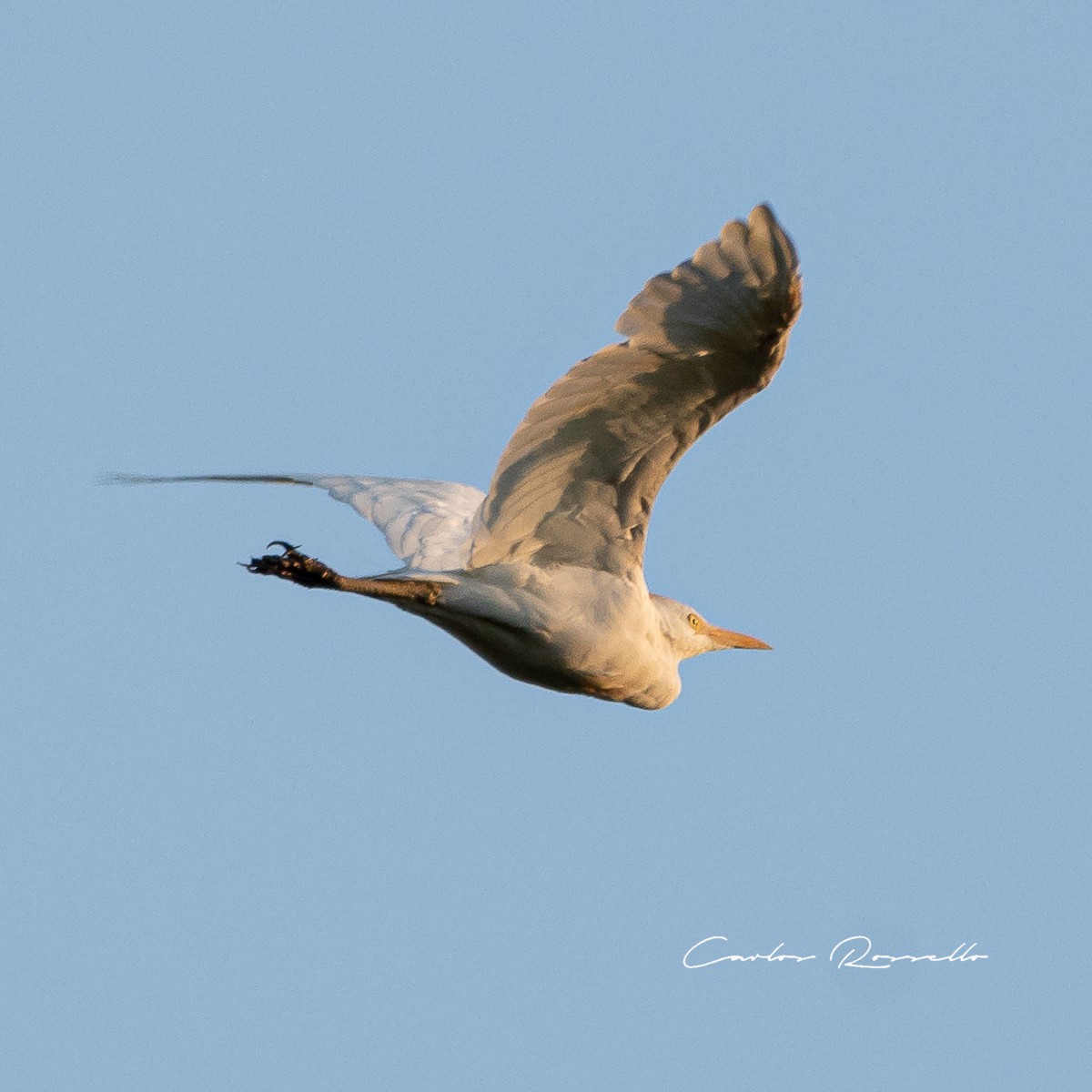 Western Cattle Egret - ML312744851