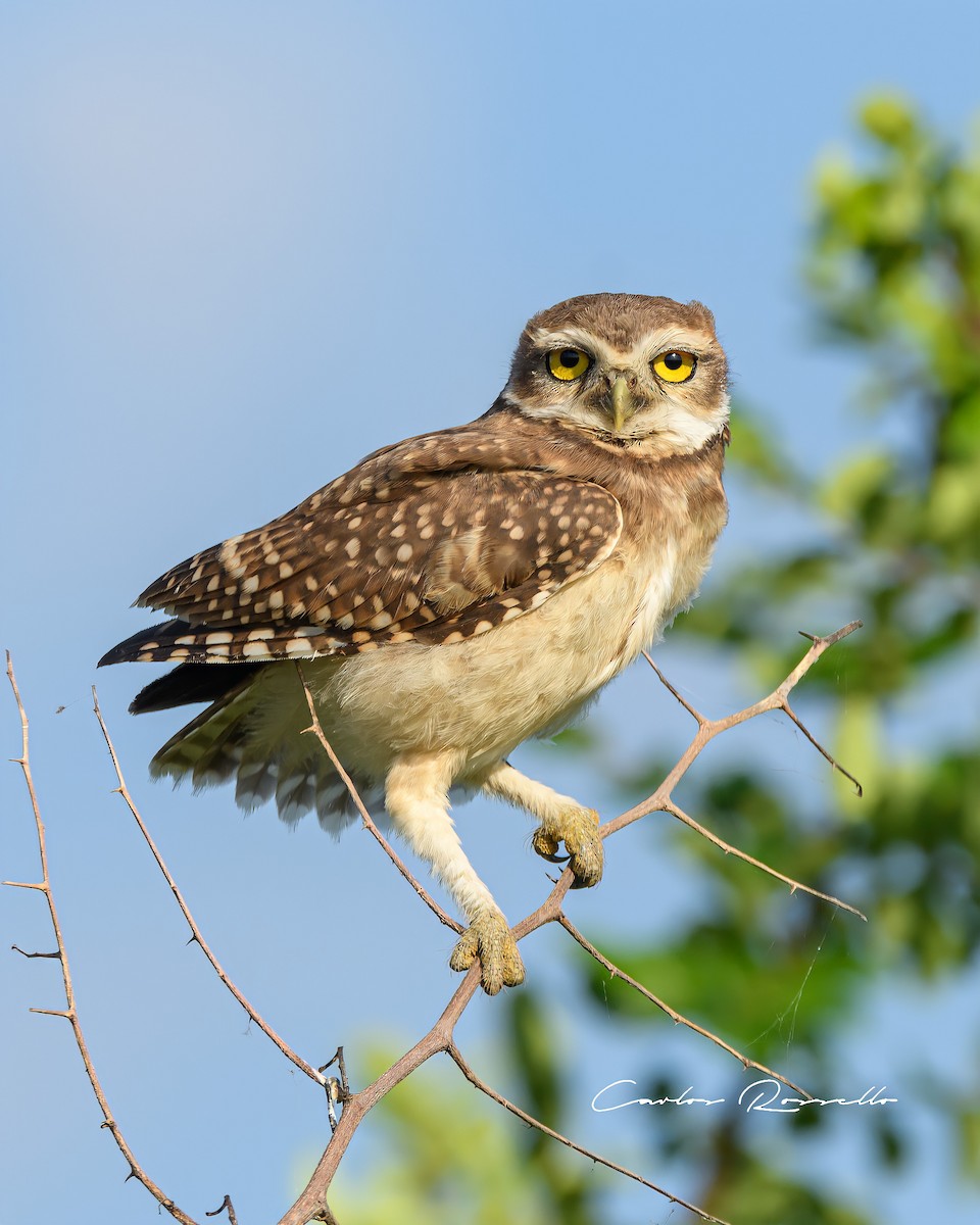 Burrowing Owl - Carlos Rossello