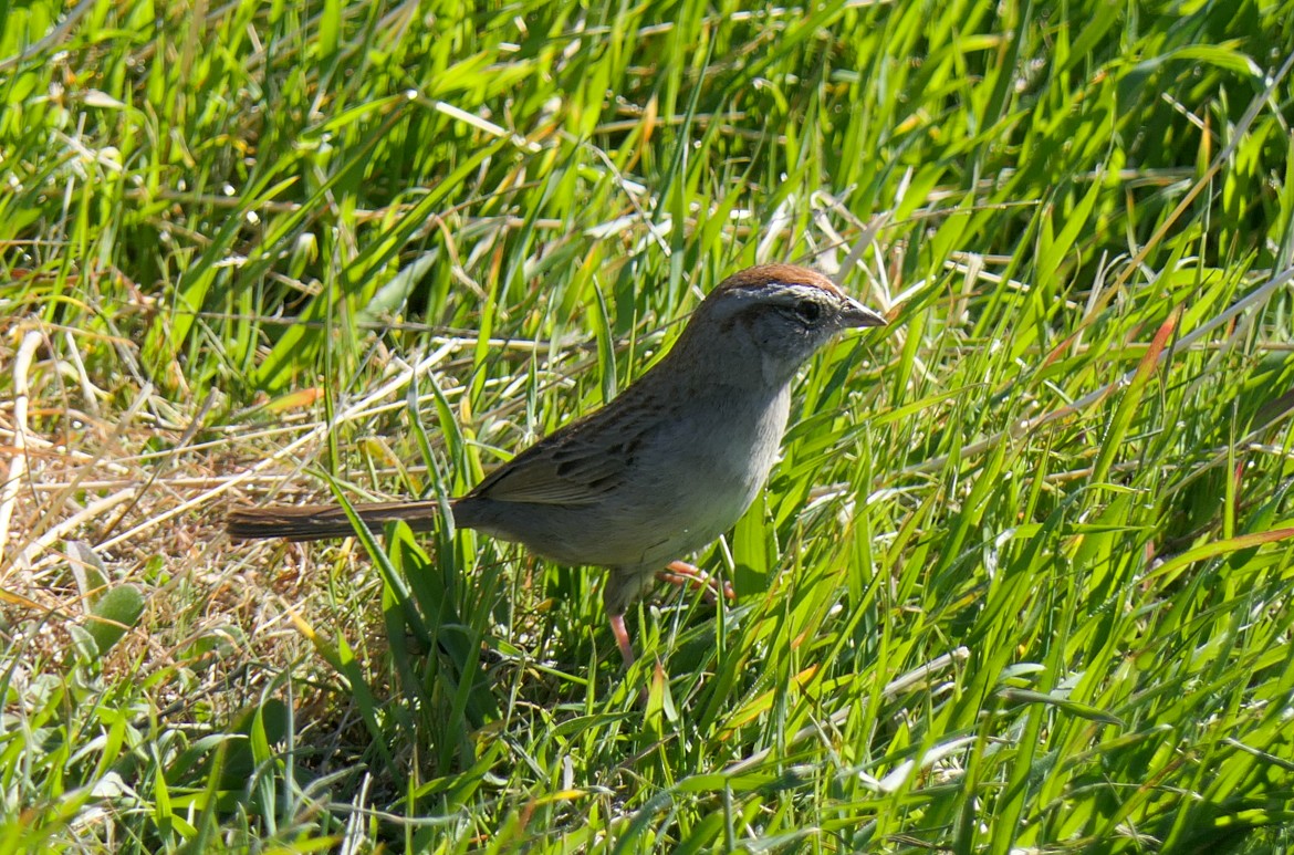 Rufous-crowned Sparrow - ML312745511