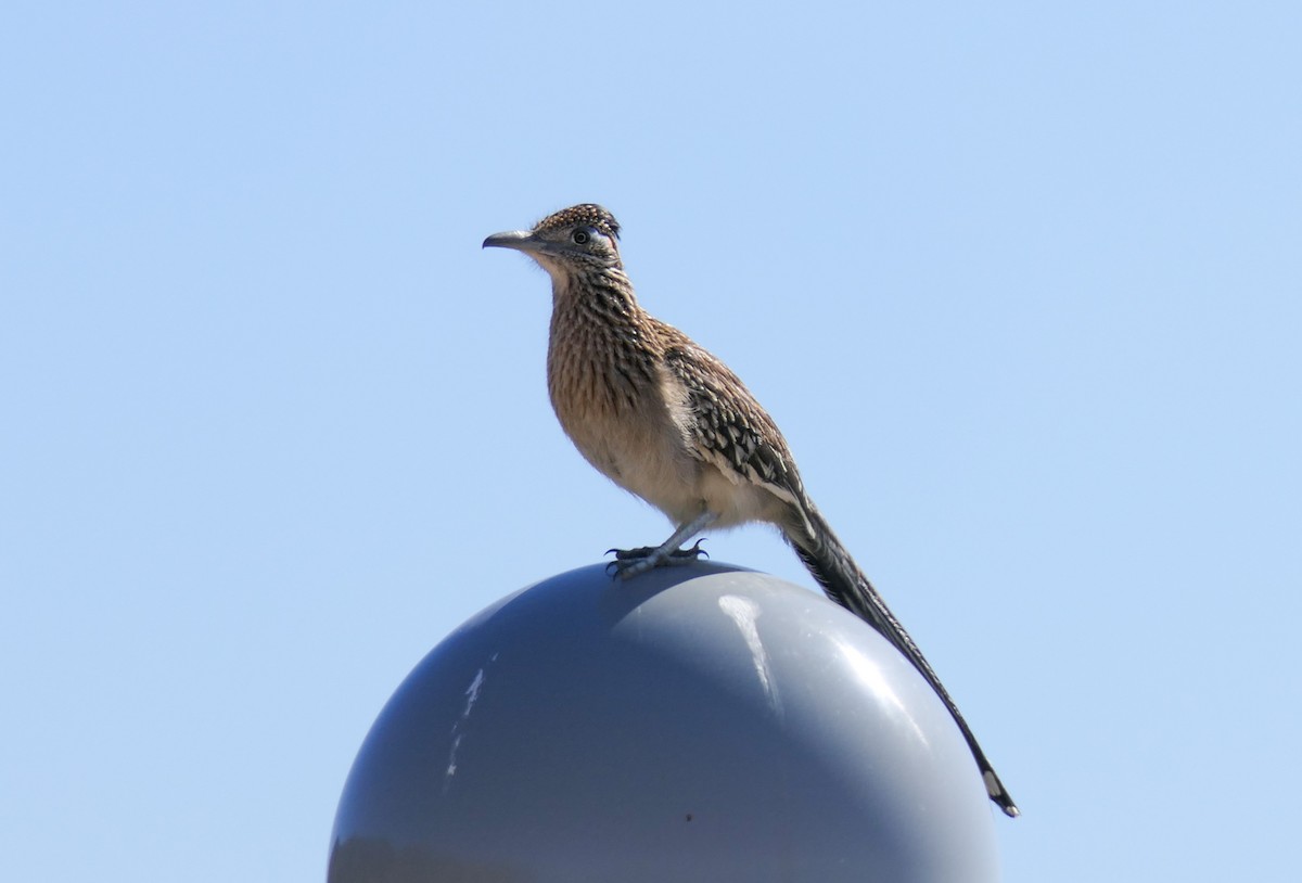 Greater Roadrunner - ML312745541