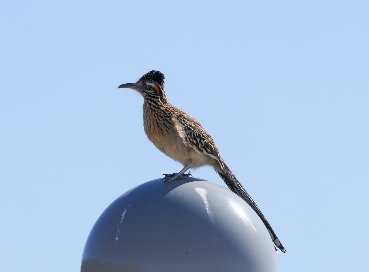 Greater Roadrunner - ML312745551