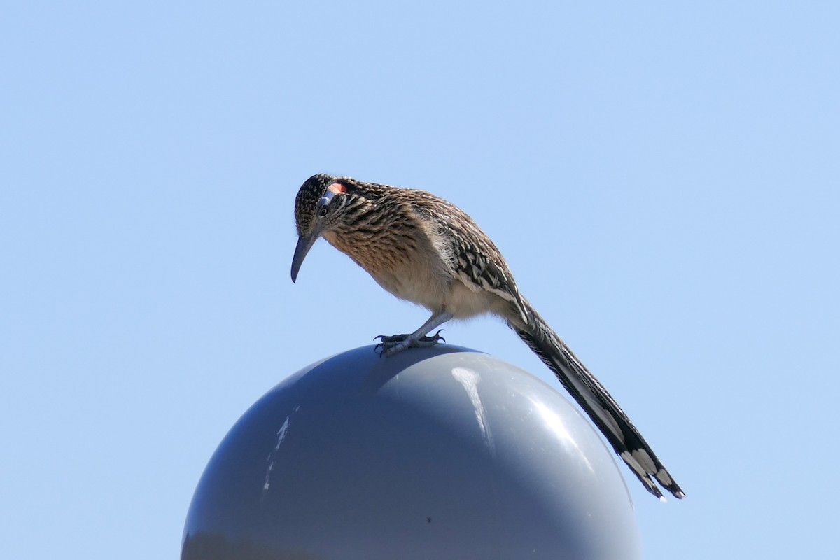 Greater Roadrunner - ML312745571