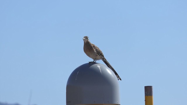 Büyük Yerkoşarı - ML312745981