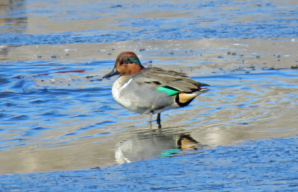 Green-winged Teal - ML312747231