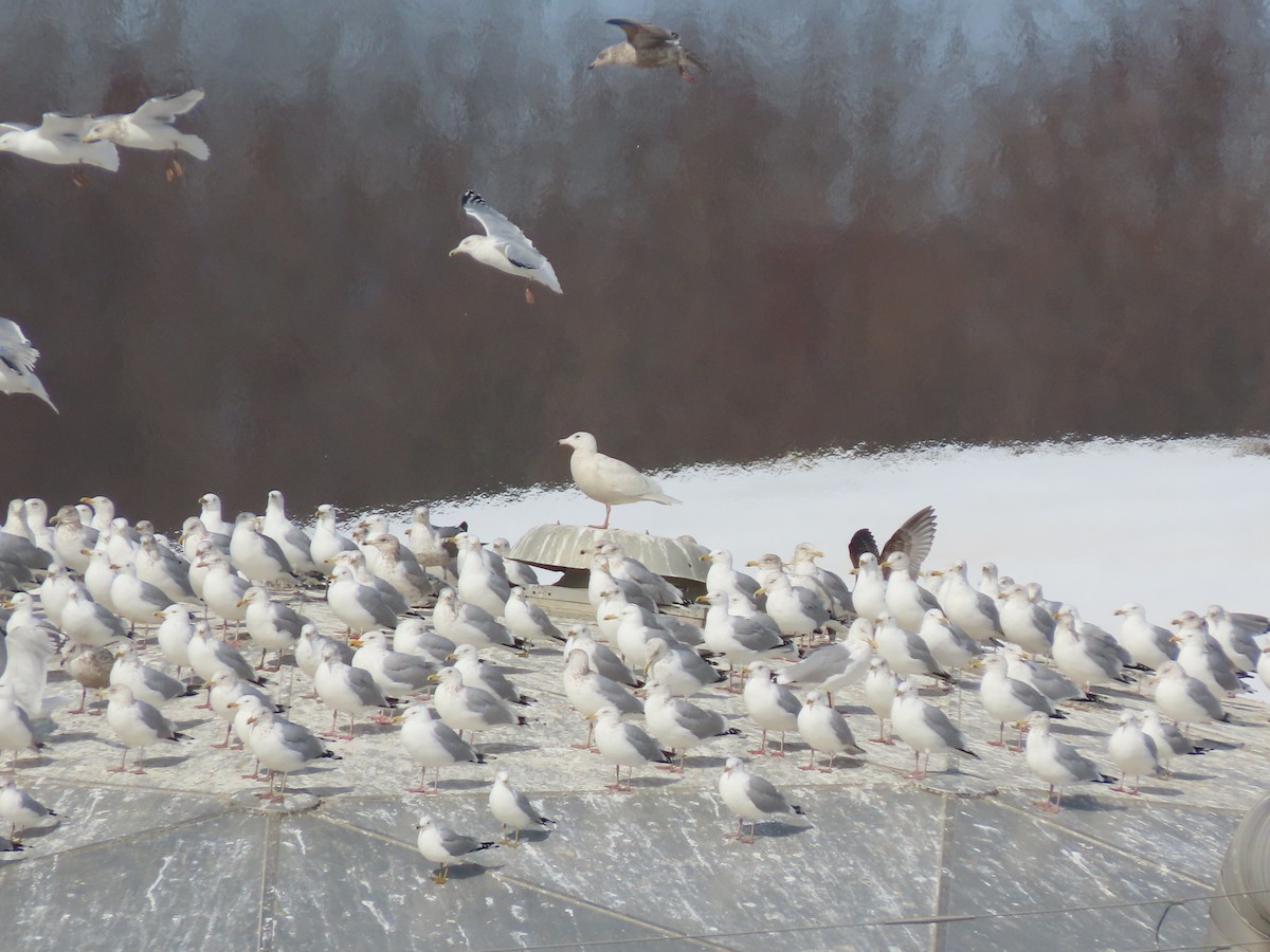 Glaucous Gull - ML312748061