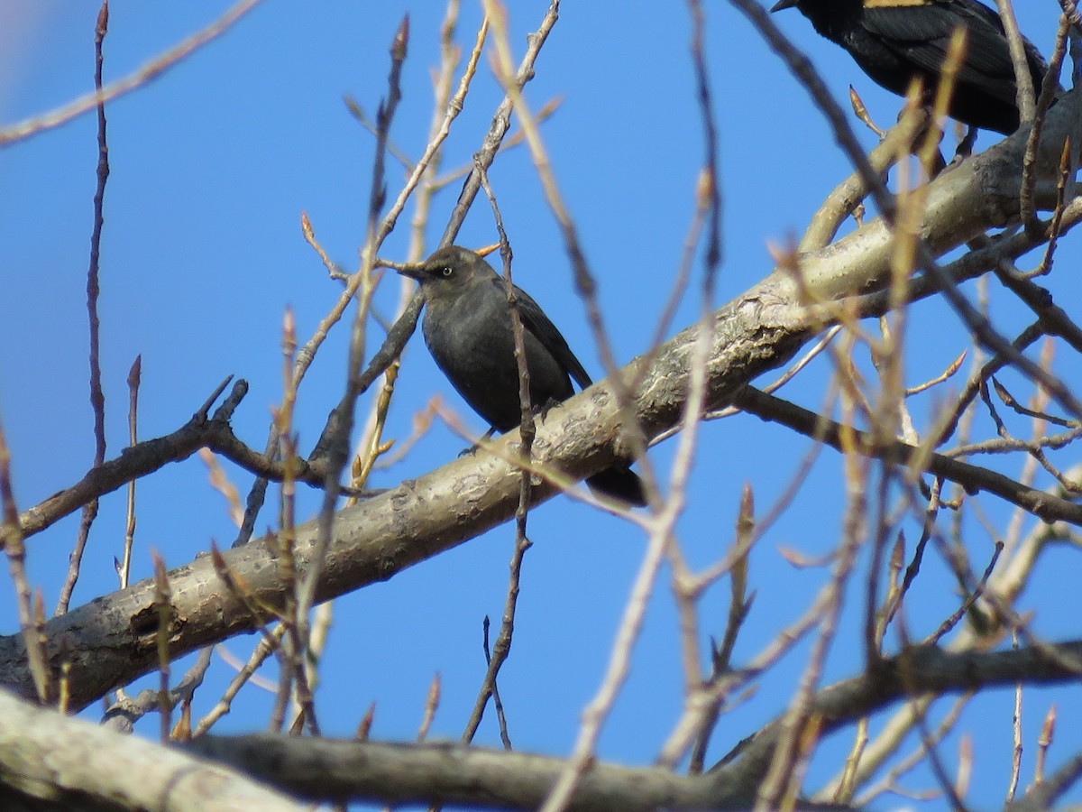 Rusty Blackbird - ML312748141