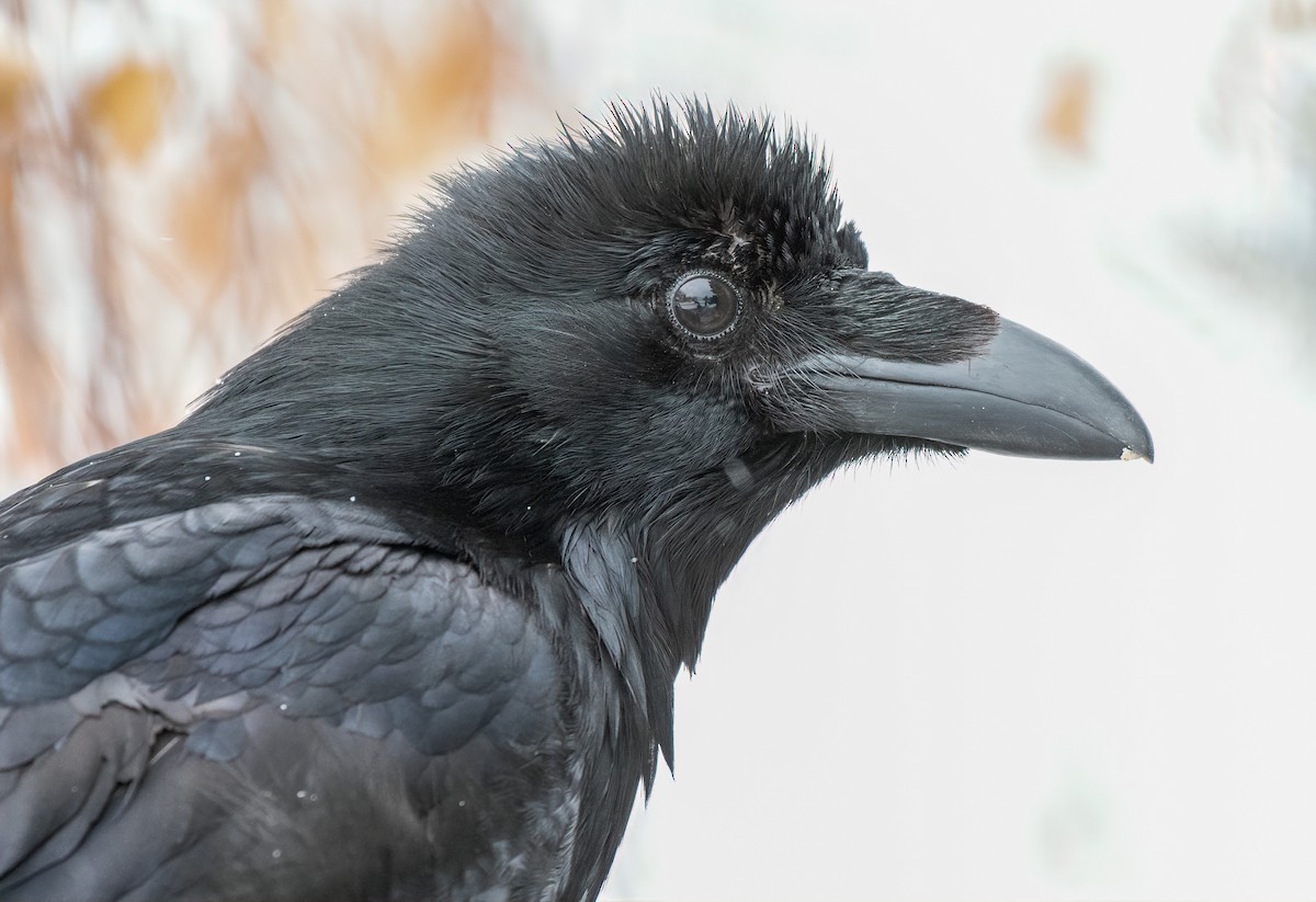 Common Raven - ML312748831