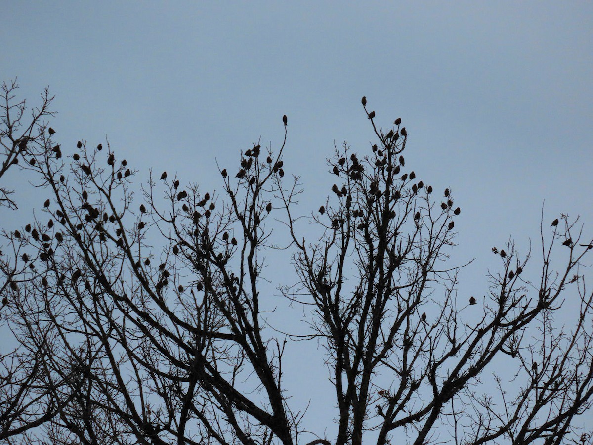 Bohemian Waxwing - Gordon Robertson