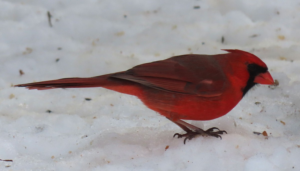 Cardinal rouge - ML312750001