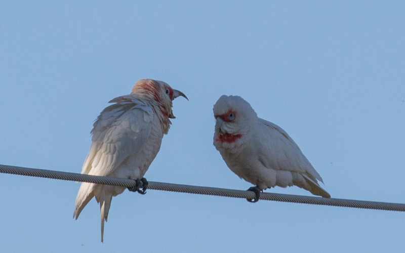 Long-billed Corella - shorty w