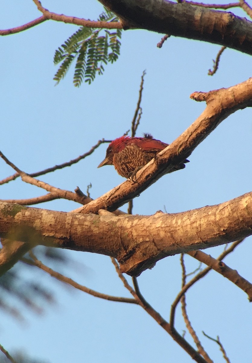 Banded Woodpecker - ML31275091