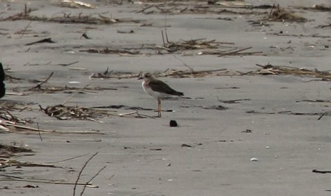 Oriental Plover - ML31275141