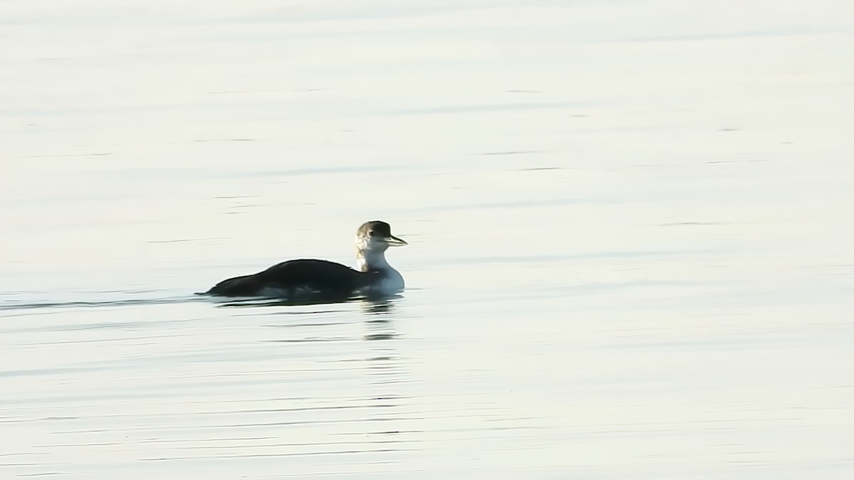 Common Loon - ML312751531