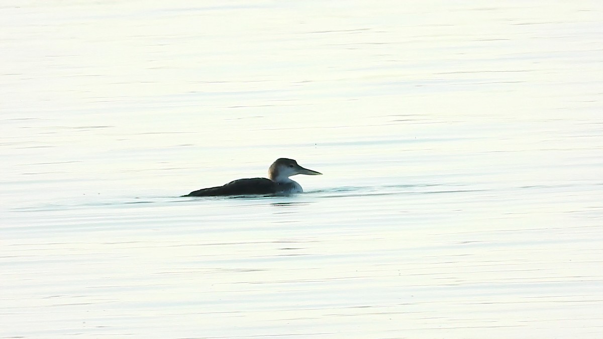 Common Loon - ML312751541