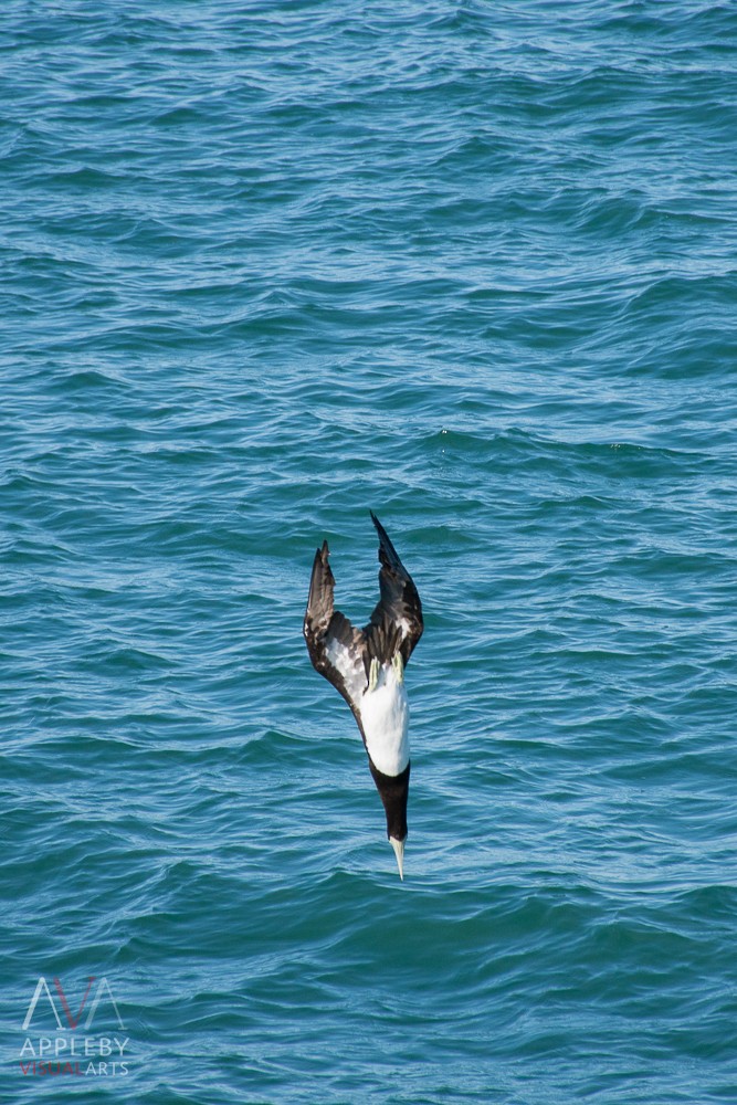 Brown Booby - Rodney Appleby