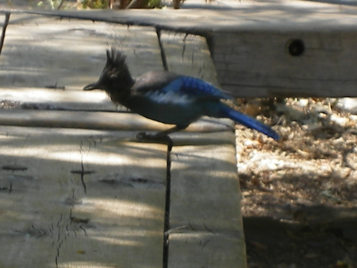 Steller's Jay - ML312753041