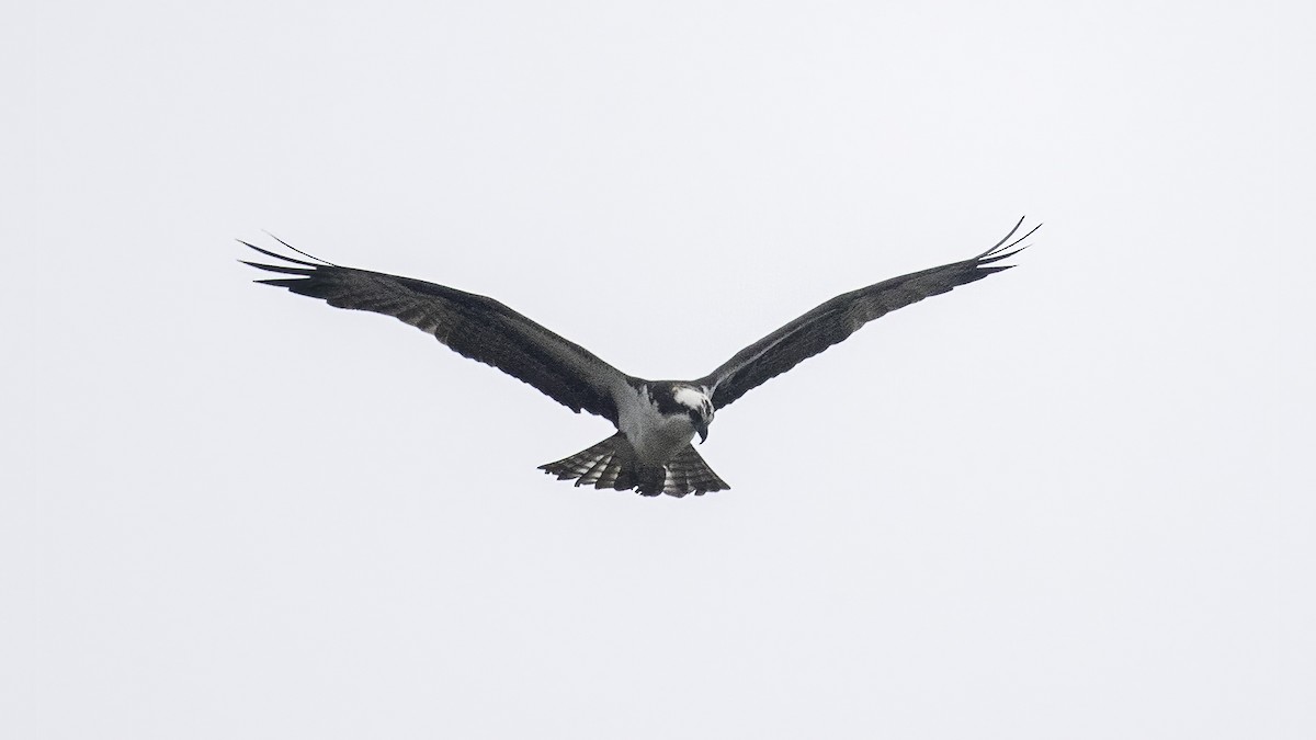 Osprey - ML312753481