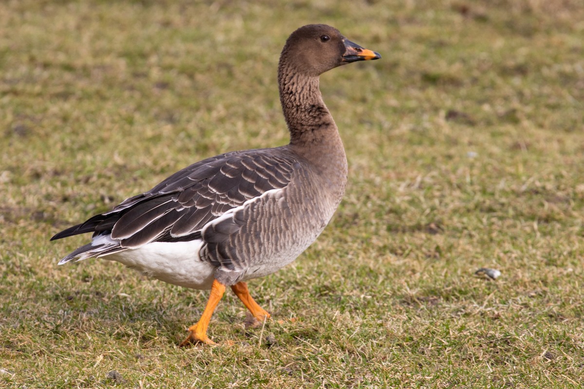 Tundra Bean-Goose - ML312754081