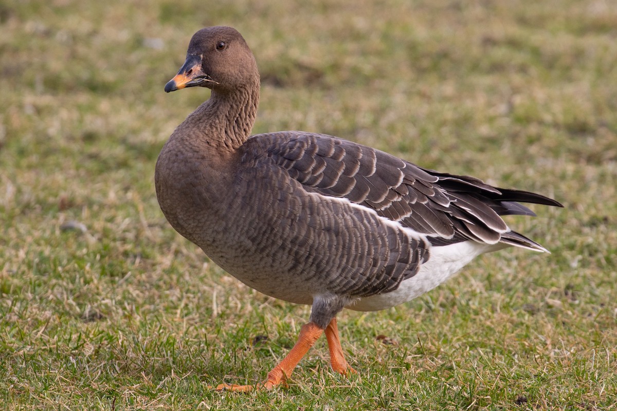 Tundra Bean-Goose - ML312754091