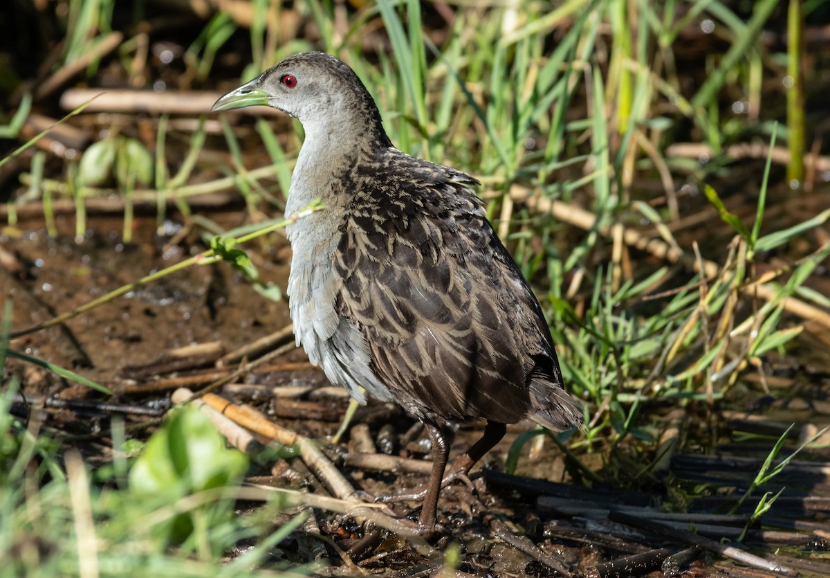 Ash-throated Crake - ML312755691