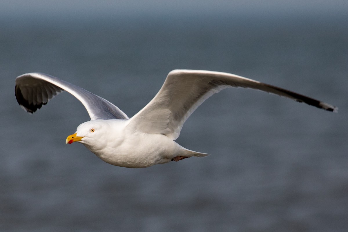 European Herring Gull - Merlijn van Weerd