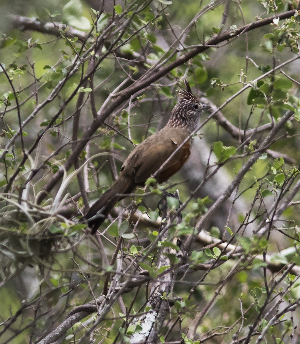 Crested Gallito - Gary Rosenberg