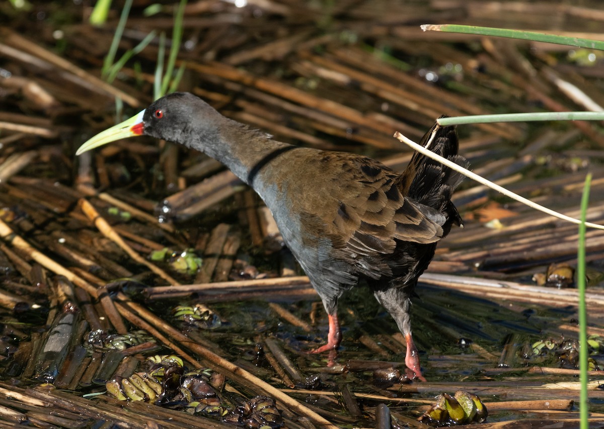 Plumbeous Rail - ML312756321