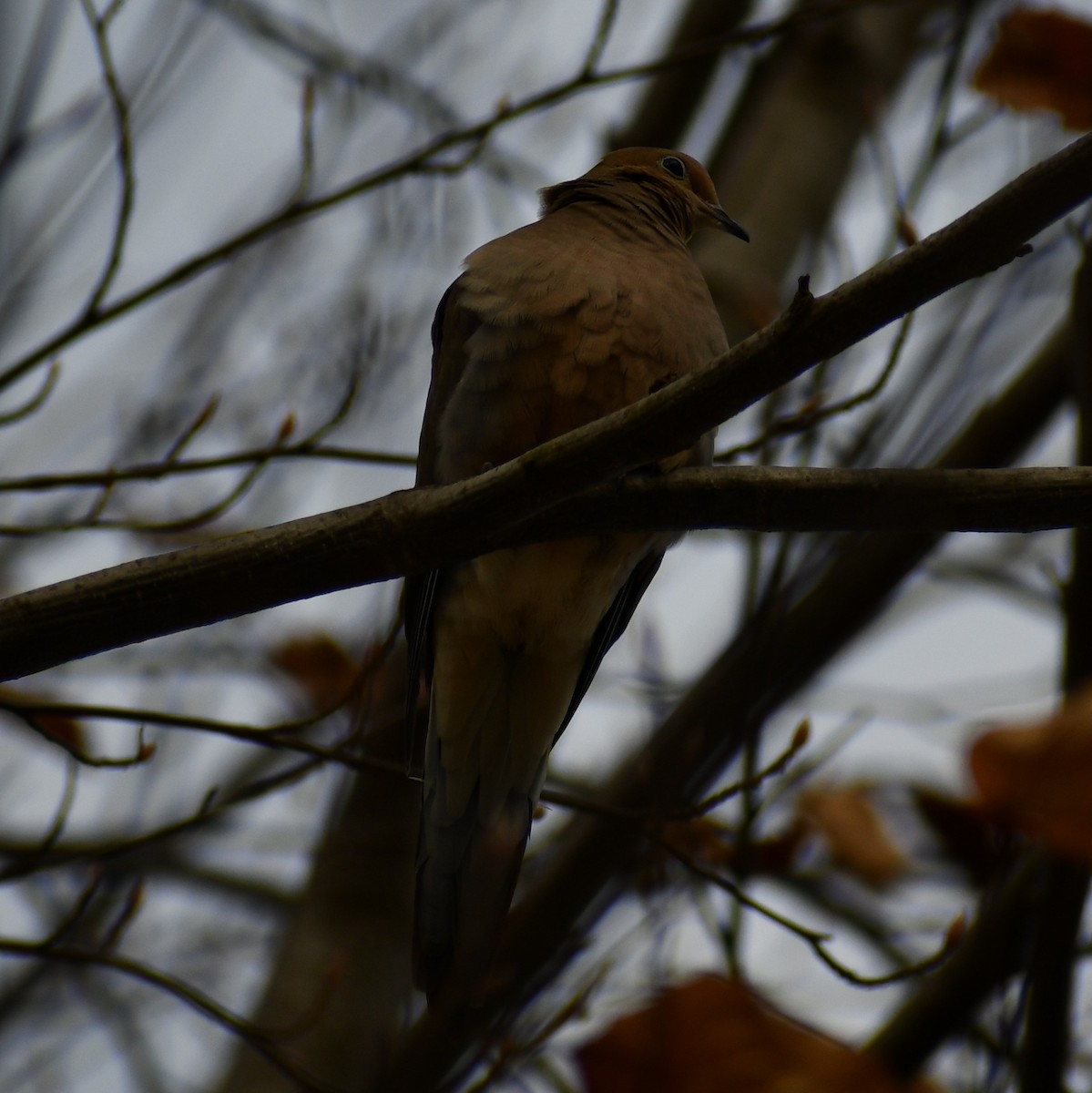 Mourning Dove - ML312756601