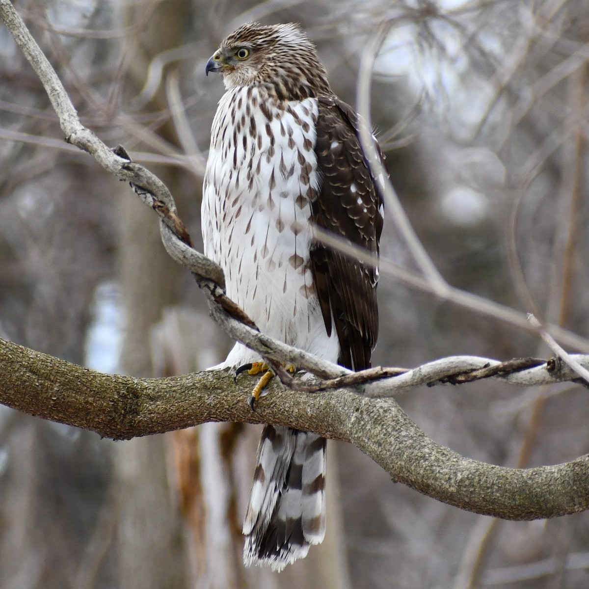 Cooper's Hawk - ML312756791