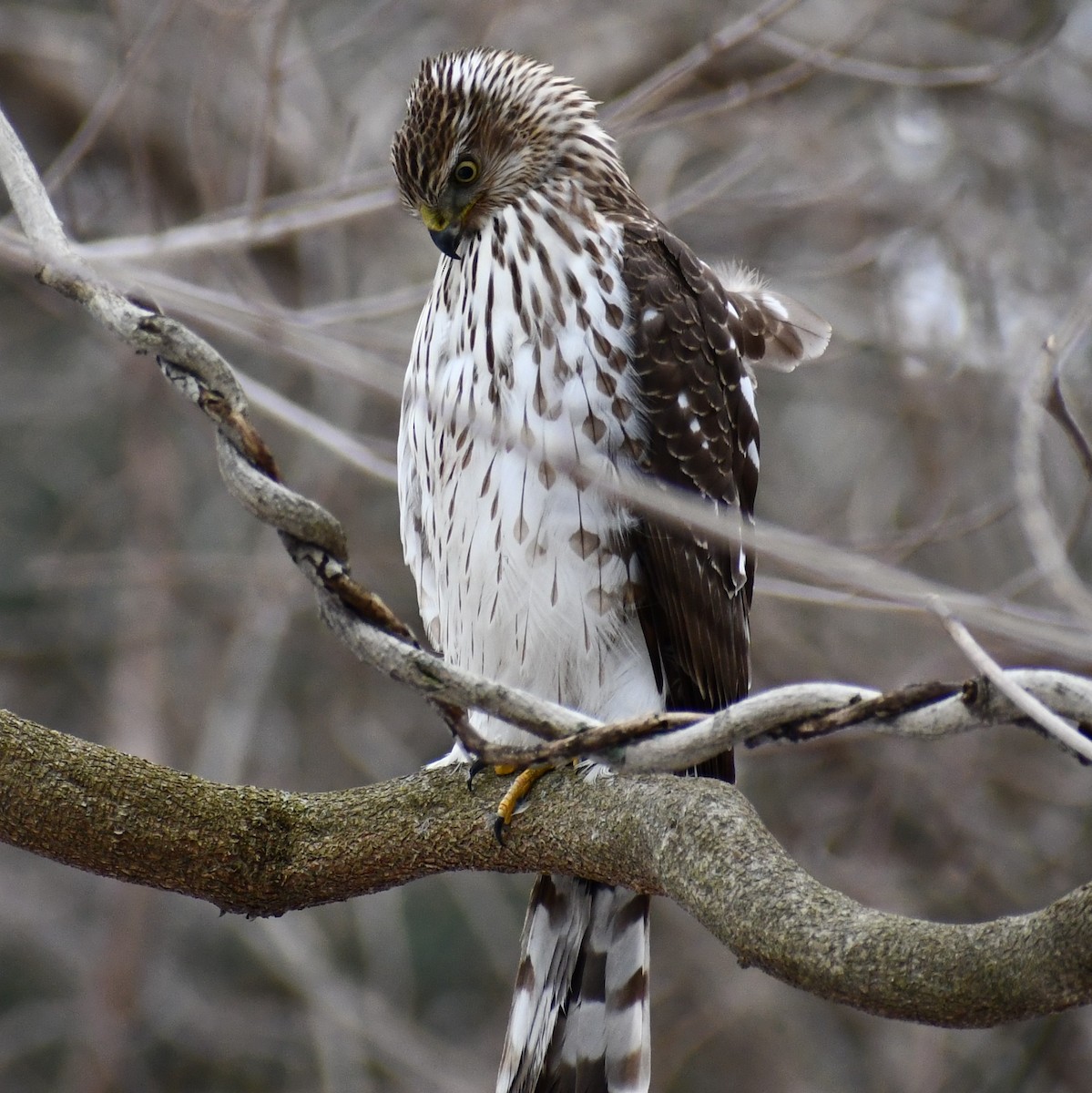 Cooper's Hawk - ML312756811