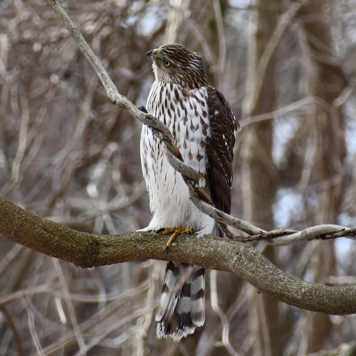 Cooper's Hawk - ML312756821