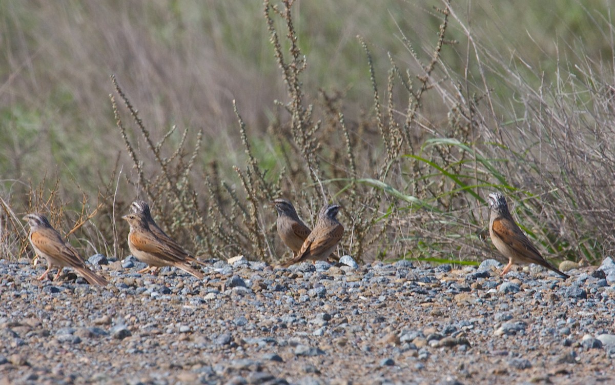 Striolated Bunting - ML31275751