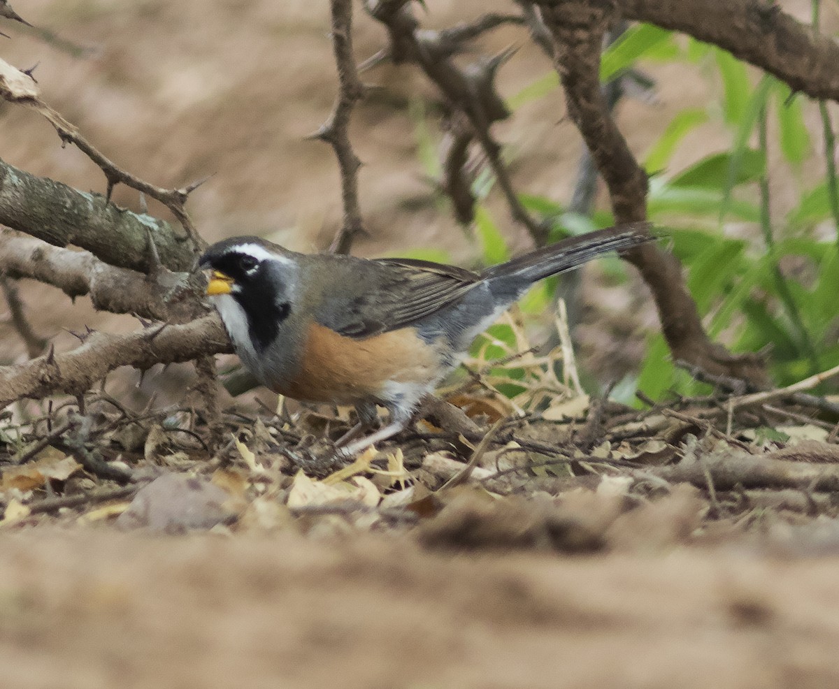 Many-colored Chaco Finch - ML312757951