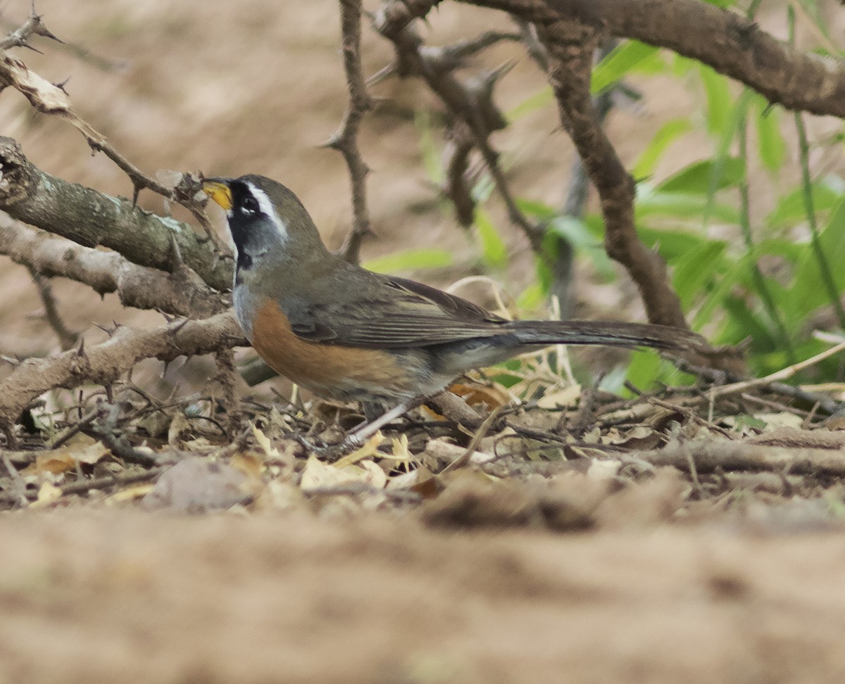 Many-colored Chaco Finch - ML312757961