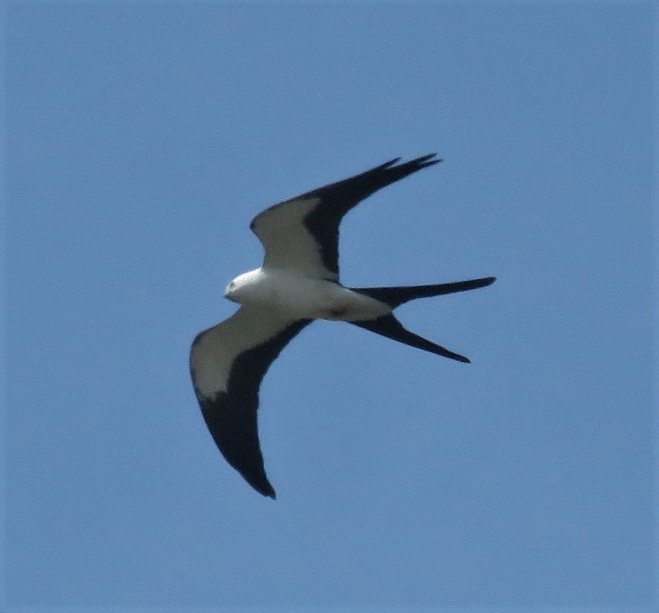 Swallow-tailed Kite - ML312758021