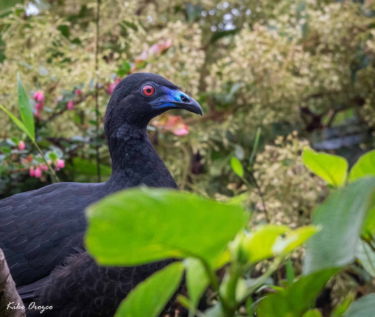 Black Guan - ML312758981