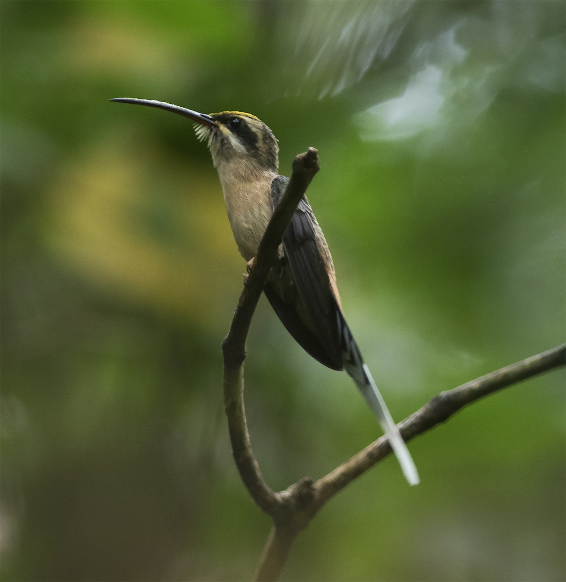 Planalto Hermit - ML312759131