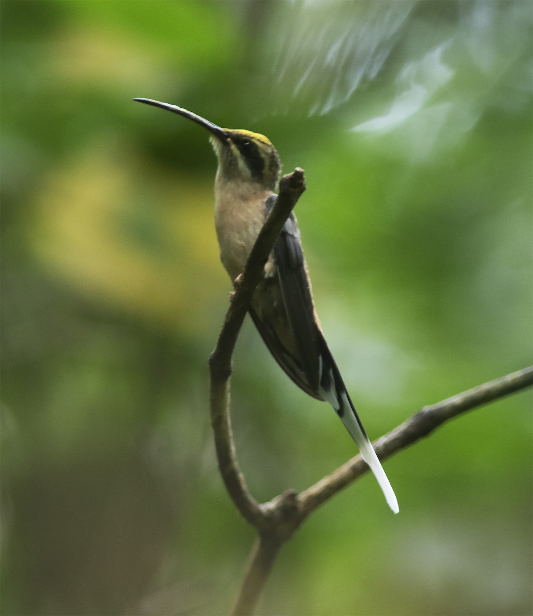 Planalto Hermit - Gary Rosenberg