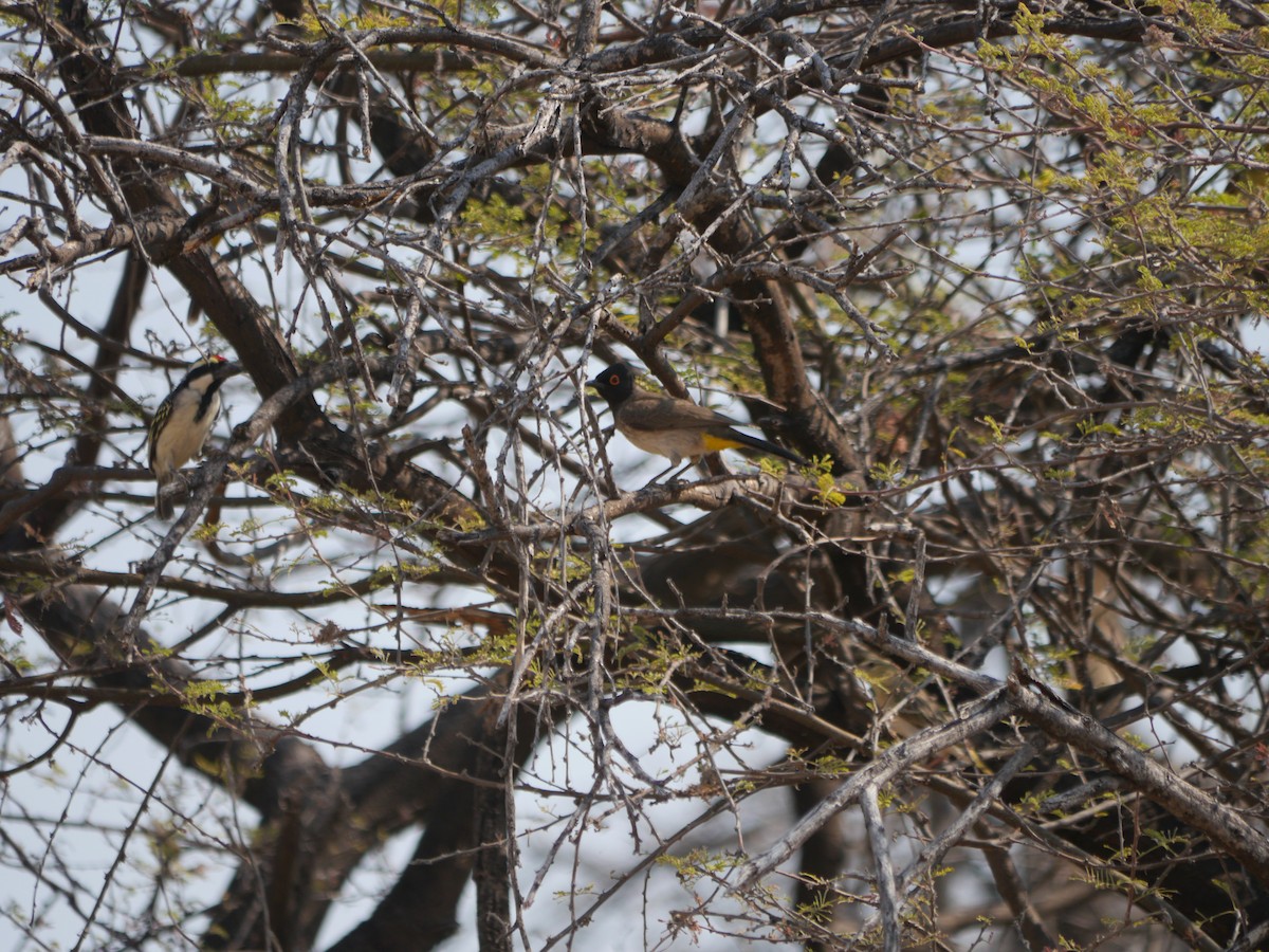 Pied Barbet - ML312759181