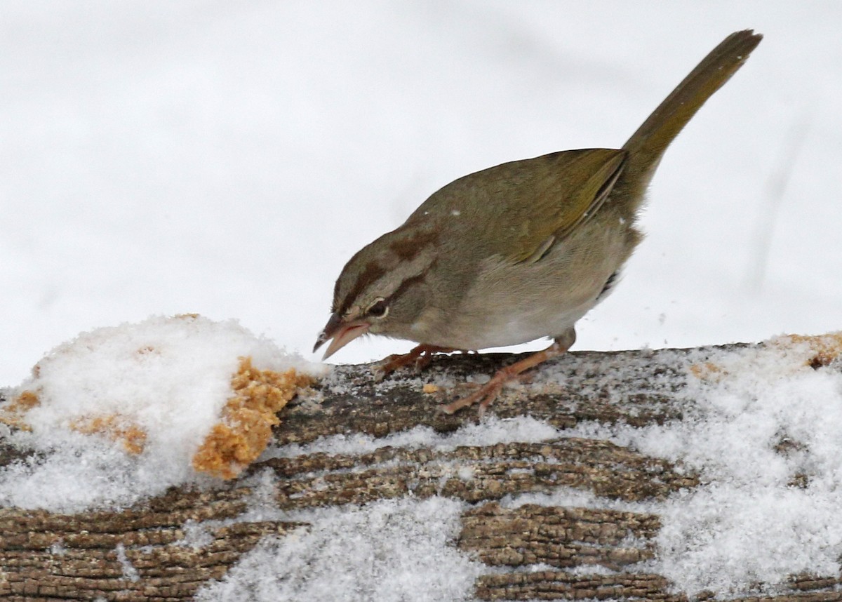 Olive Sparrow - ML312759351